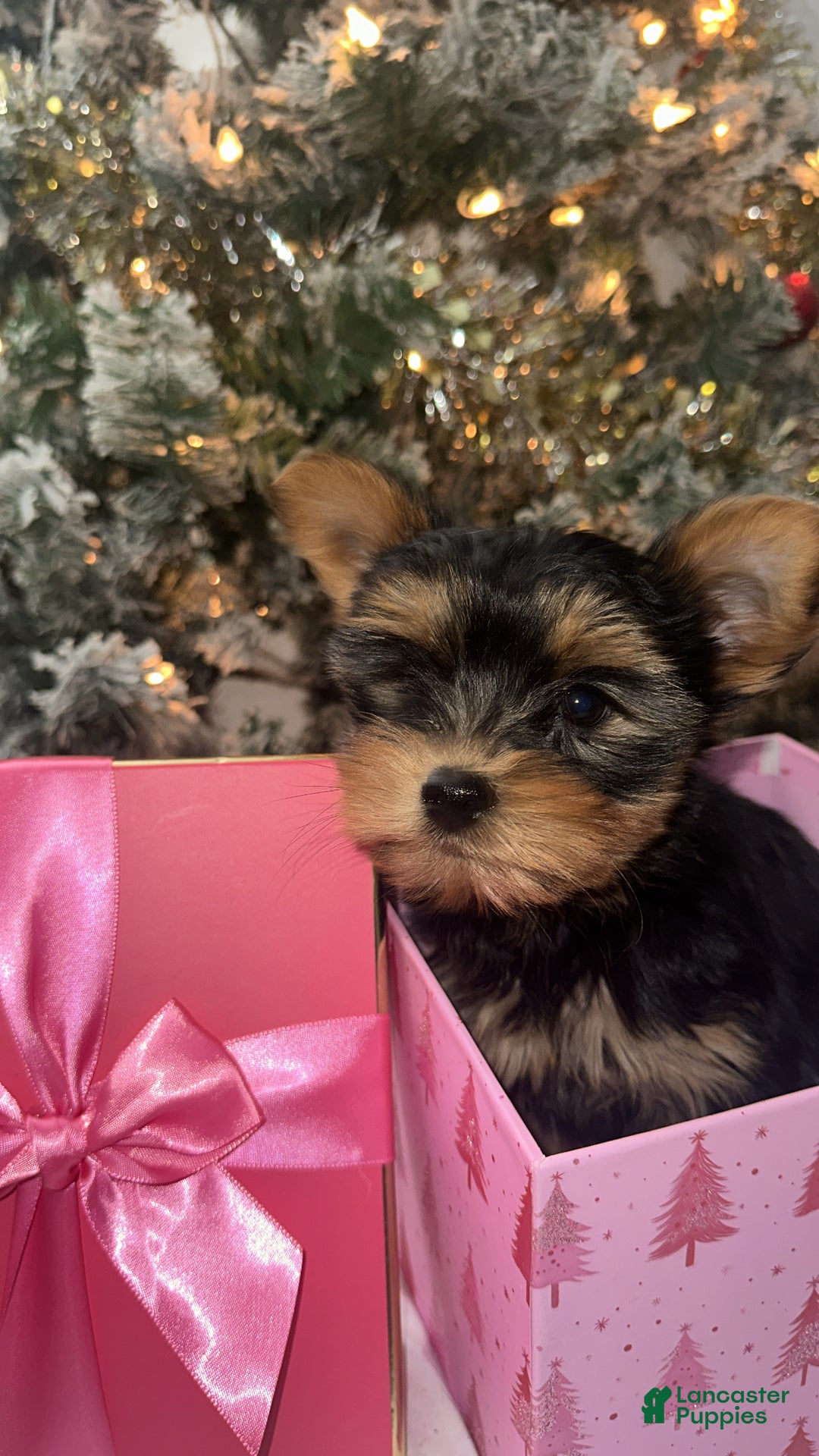 Yorkshire Terrier dogs for sale: Barbie - Ad 4