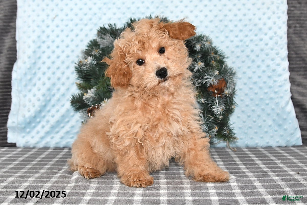 Bichpoo dogs Dustin - Ad 37