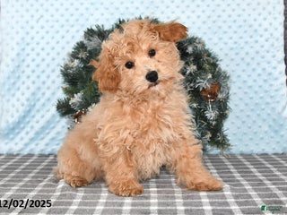 Bichpoo dogs Dustin - Ad 26