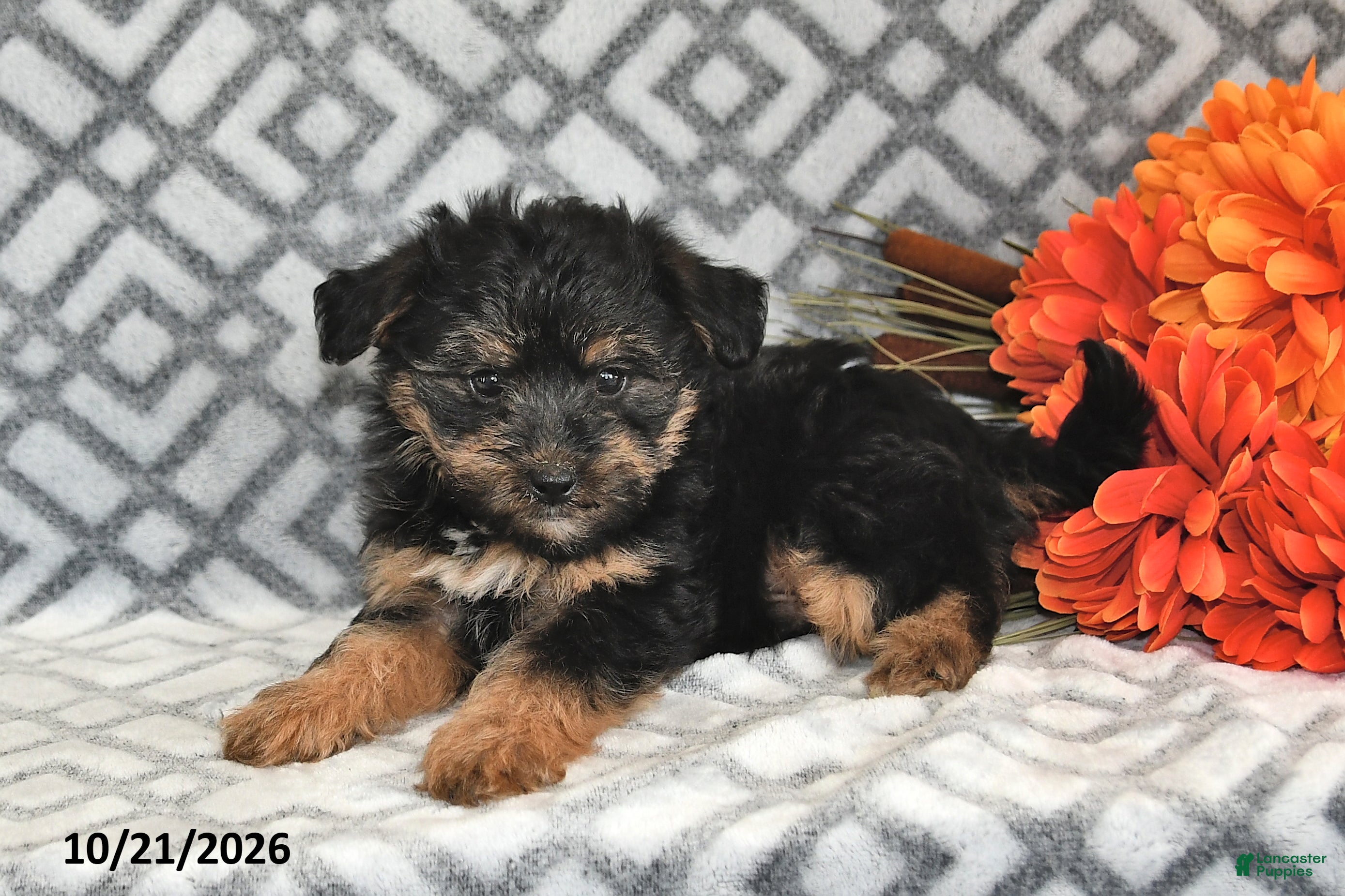 Yorkiepoo dogs Theo - Ad 1