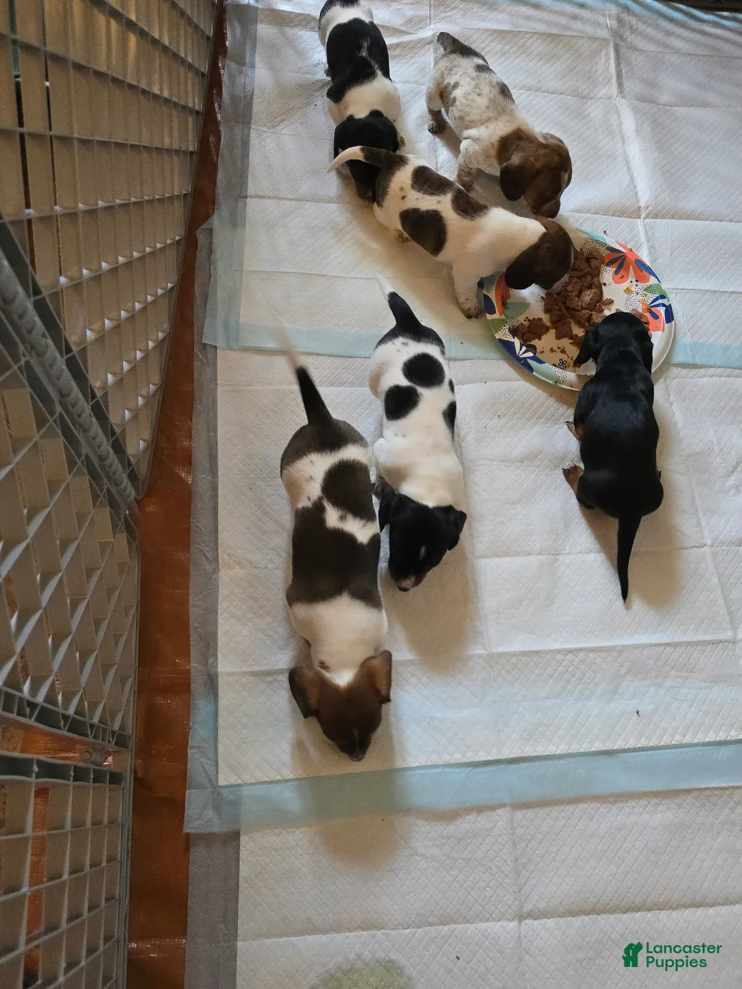 Dachshund dogs for sale: Hollee - mini - Ad 13