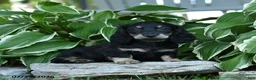 Miniature Dachshund dogs for sale: Winnie - Ad 5