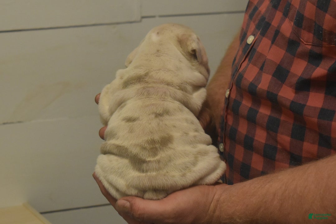 English Bulldog dogs for sale: Copper - Ad 3