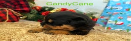 Rottweiler dogs for sale: CandyCane - Ad 1