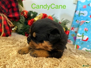 Rottweiler dogs CandyCane - Ad 14
