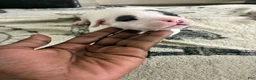 American Bully dogs for sale: American Bully 1 - Ad 6