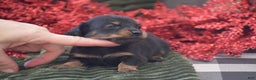 Miniature Dachshund dogs for sale: Abigail - Ad 3