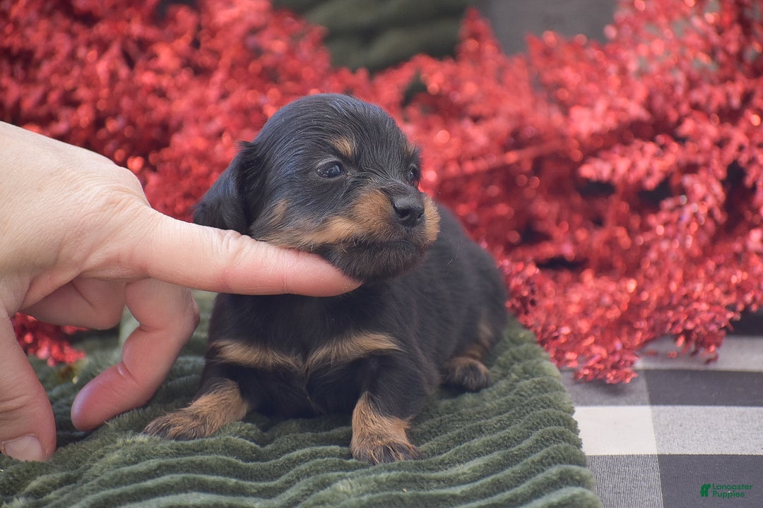 Miniature Dachshund dogs for sale: Abigail - Ad 3