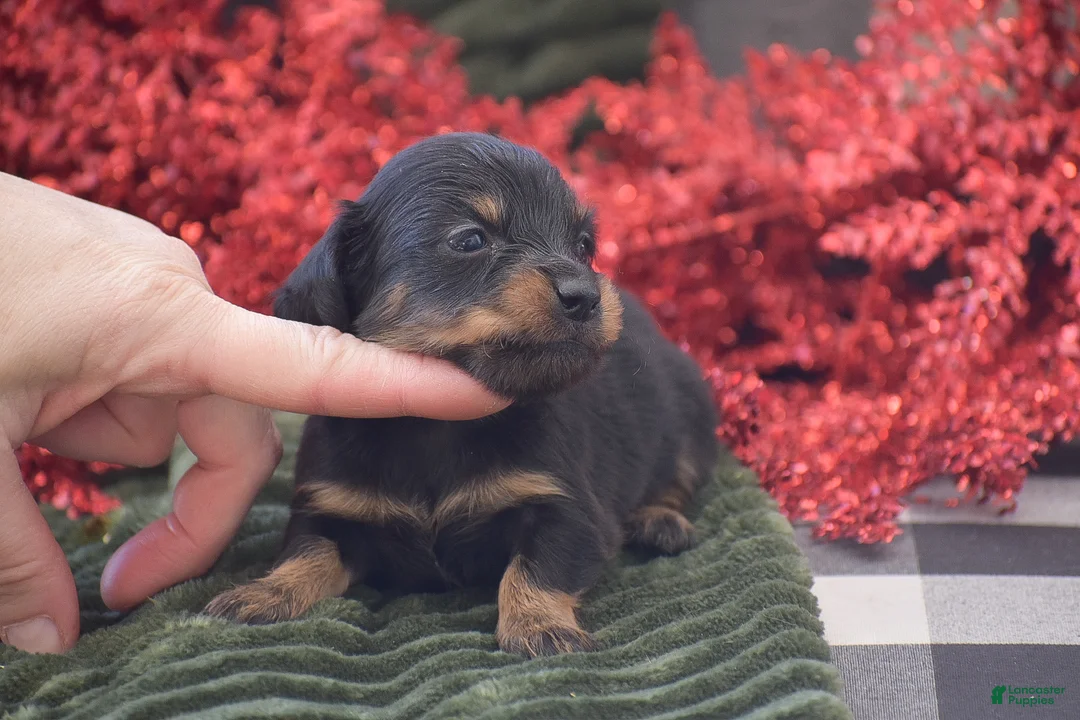 Miniature Dachshund dogs for sale: Abigail - Ad 5