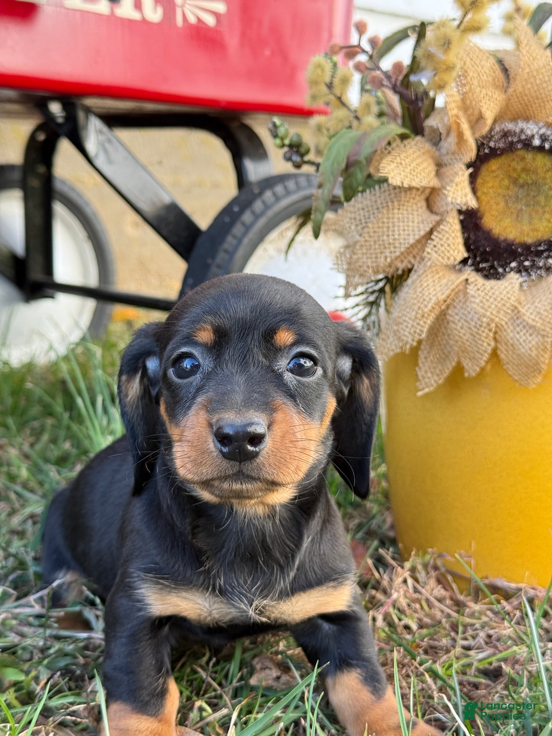 Miniature Dachshund dogs for sale: Clara - Ad 11