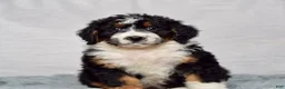 Bernedoodle dogs for sale: Wynonna  - Ad 6