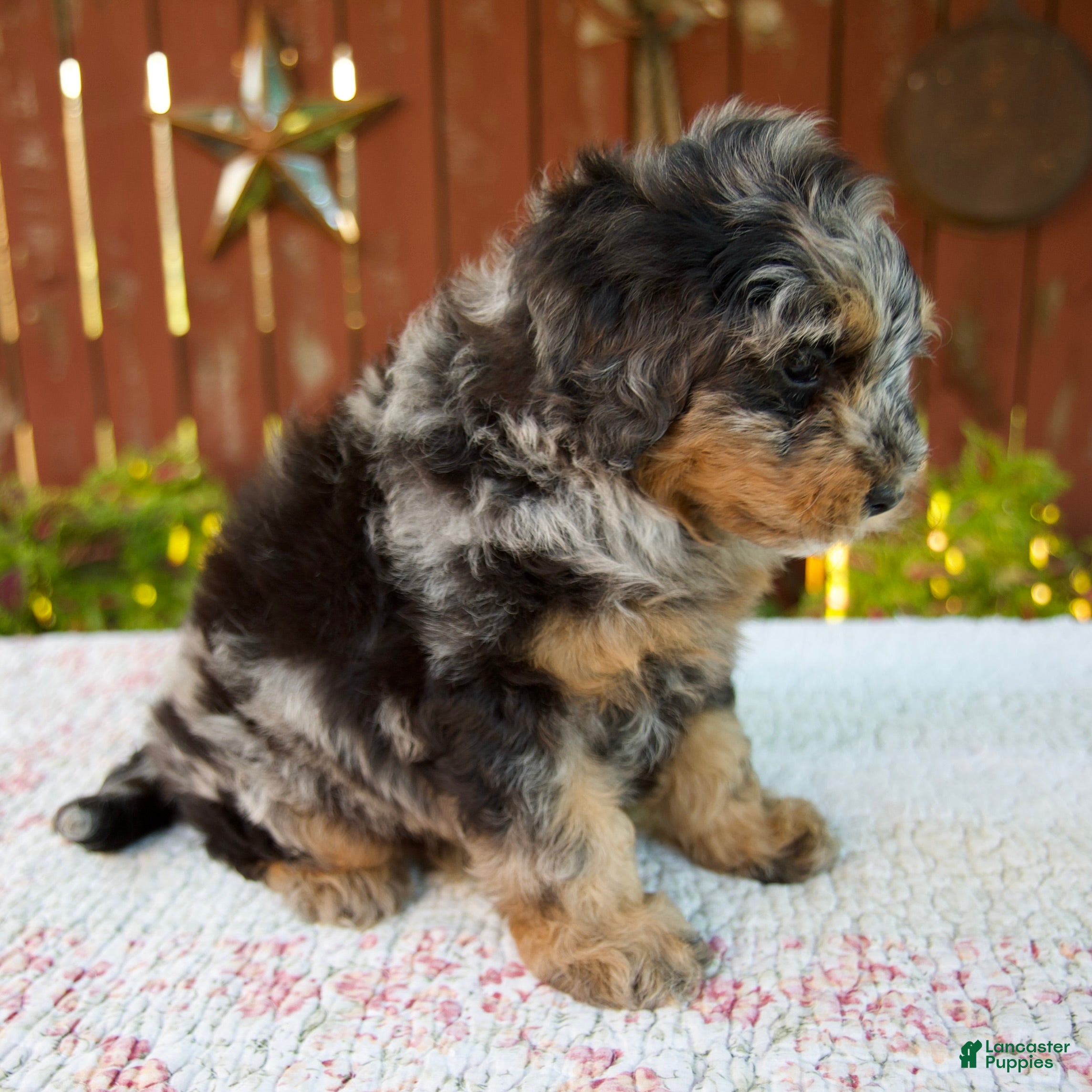 Mini Bernedoodle dogs Nicki - Ad 2