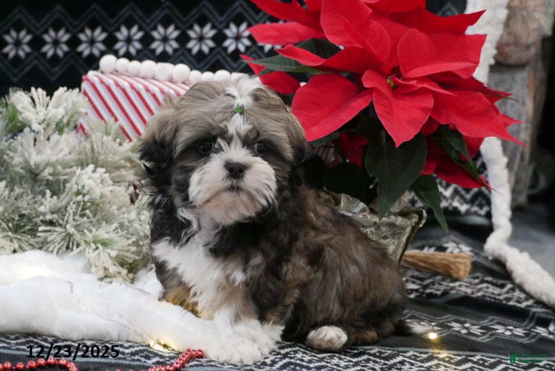 Shih Tzu dogs for sale: Clause - Ad 2