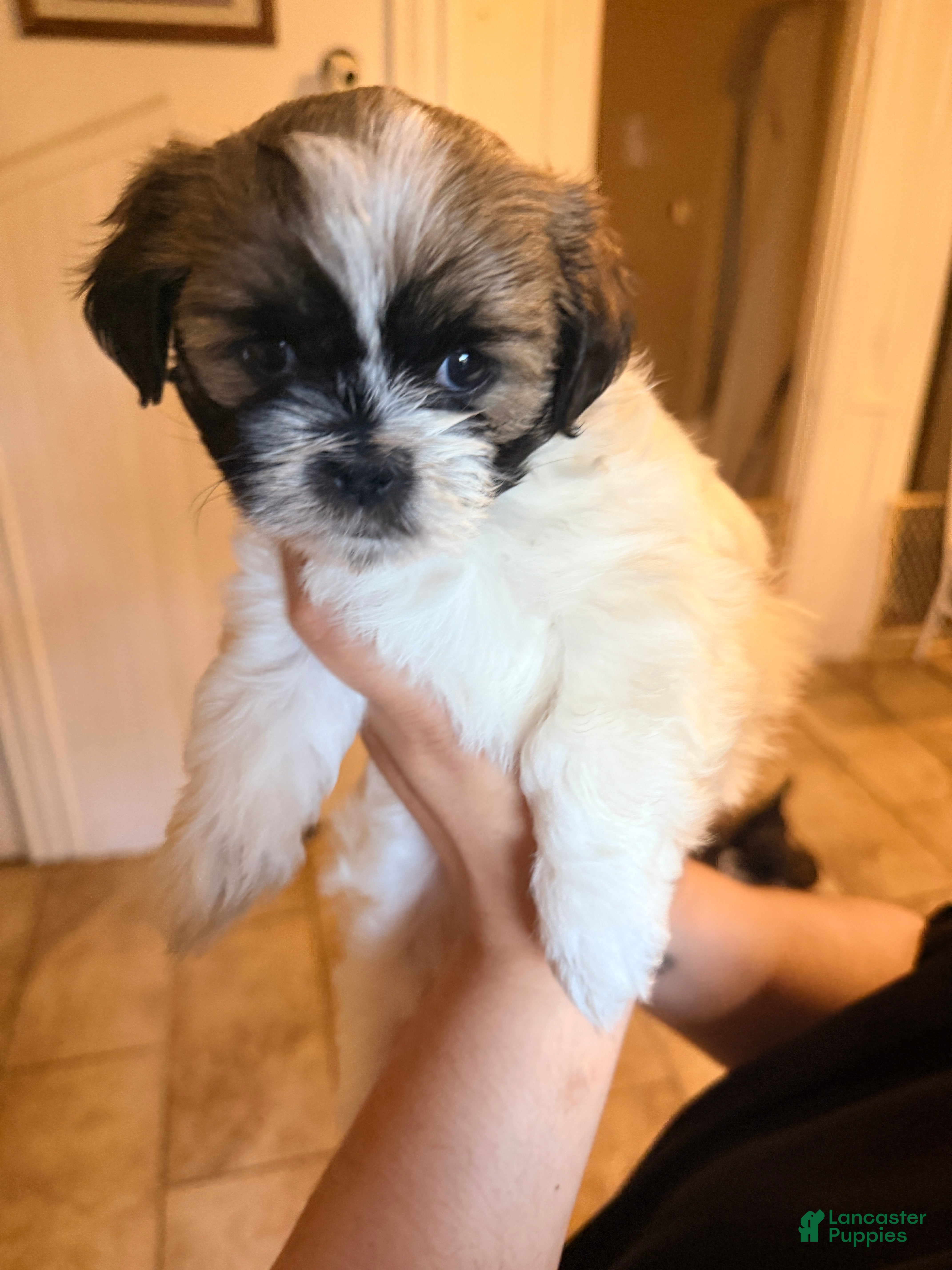 Shih Tzu dogs Shih Tzu 4 - Ad 24