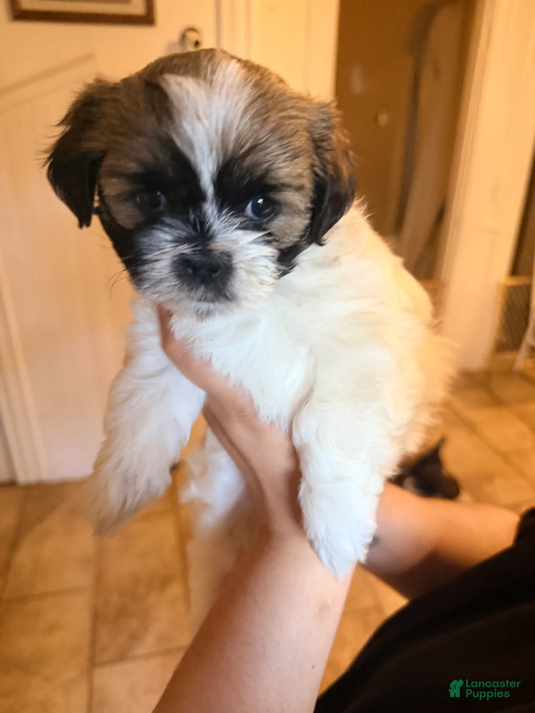 Shih Tzu dogs for sale: Shih Tzu 4 - Ad 1
