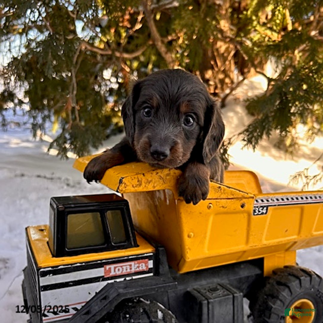 Dachshund dogs for sale: Cole - Ad 3