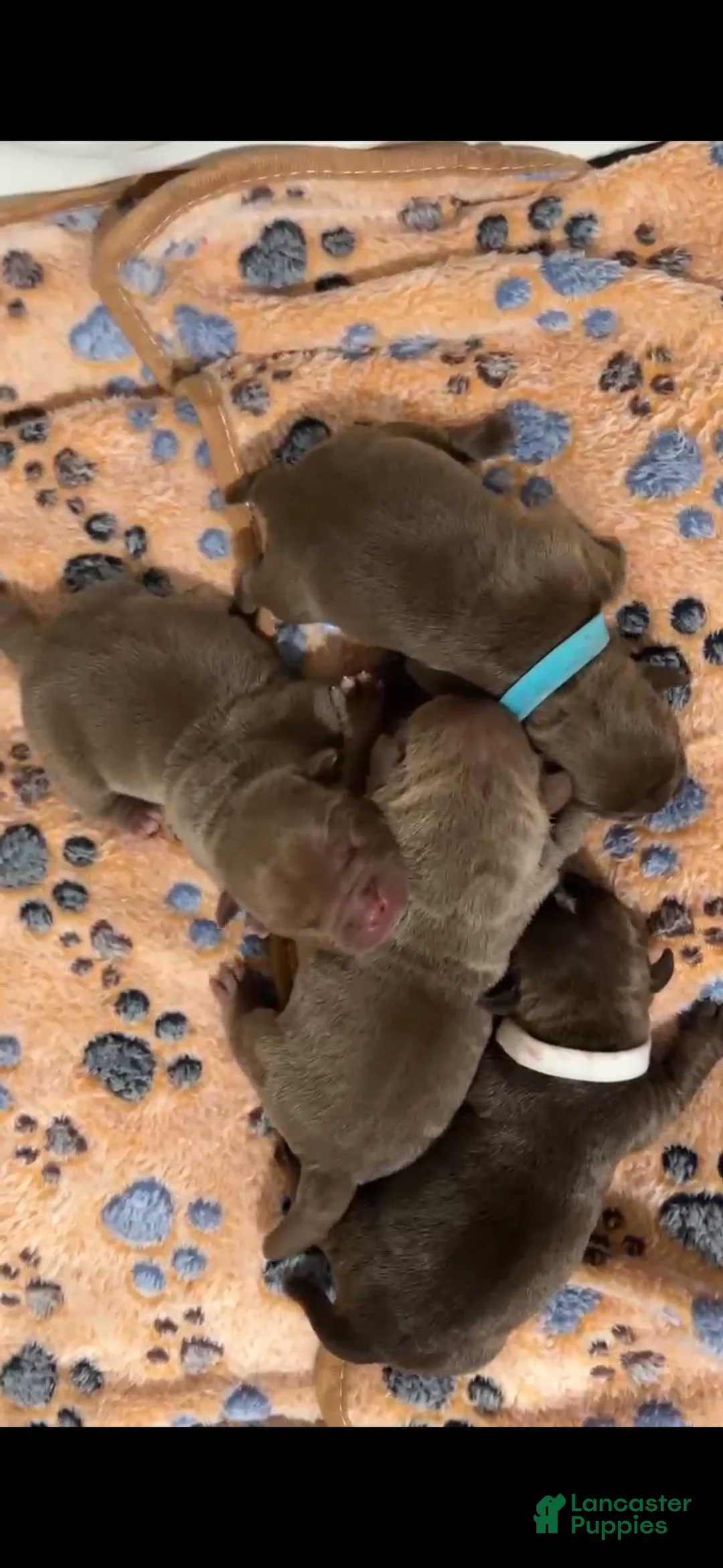 American Bully dogs for sale: American Bully 3 - Ad 1