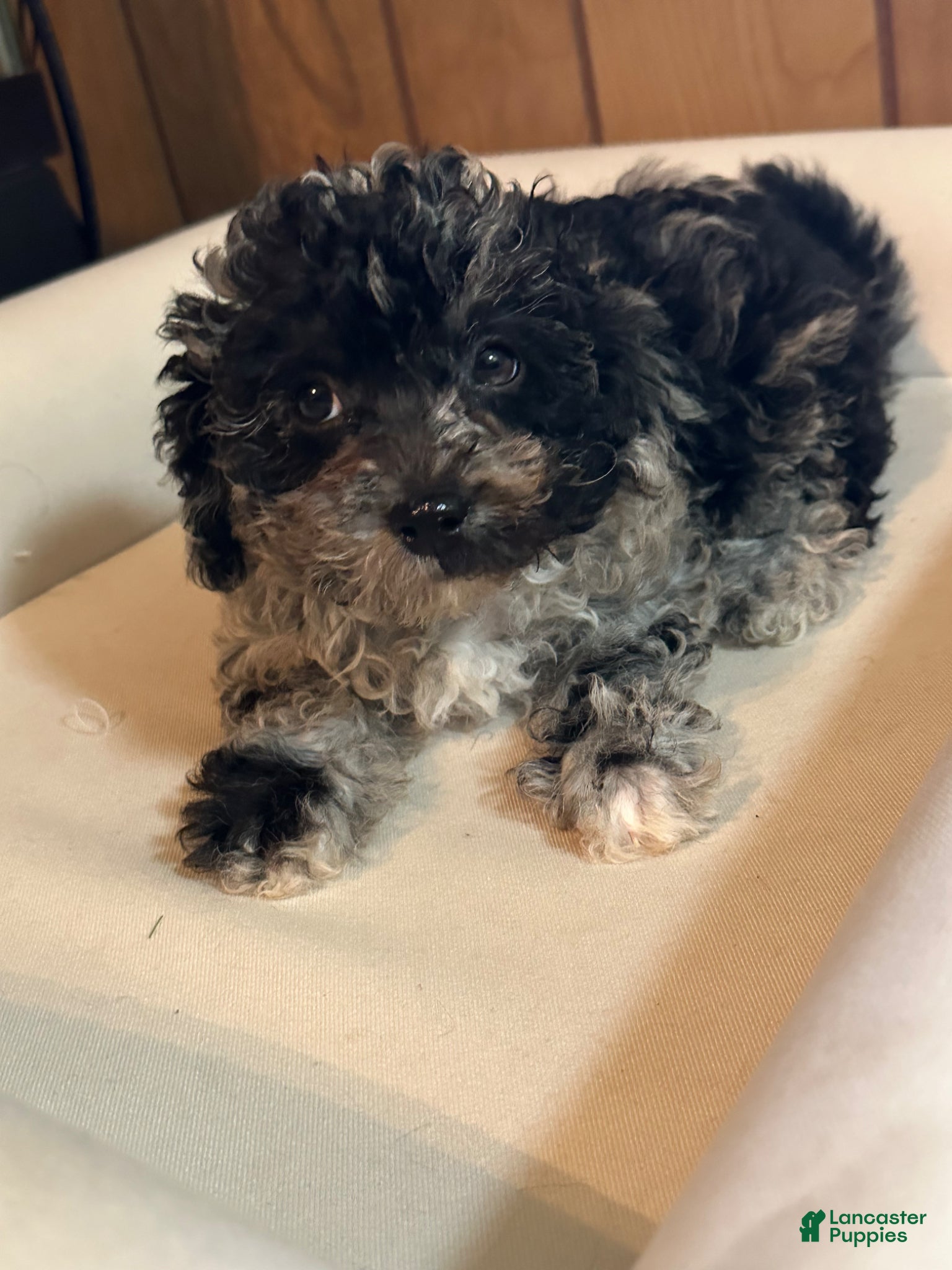 Shihpoo dogs for sale: Cleo - Ad 1