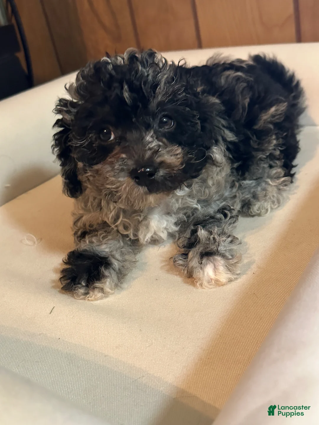 Shihpoo dogs for sale: Cleo - Ad 1