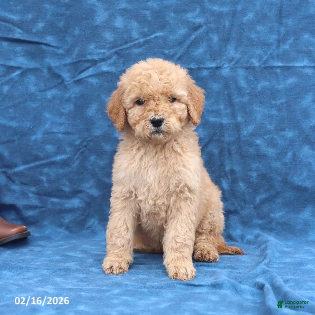 Goldendoodle dogs for sale: Joy - Ad 1