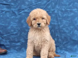 Goldendoodle dogs for sale: Joy - Ad 2