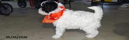 Miniature Poodle dogs for sale: Bandit - Ad 3