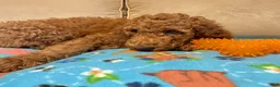 Standard Poodle dogs for sale: Black - Ad 2