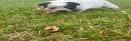 Australian Cattle Dog dogs for sale: Chief - Ad 4