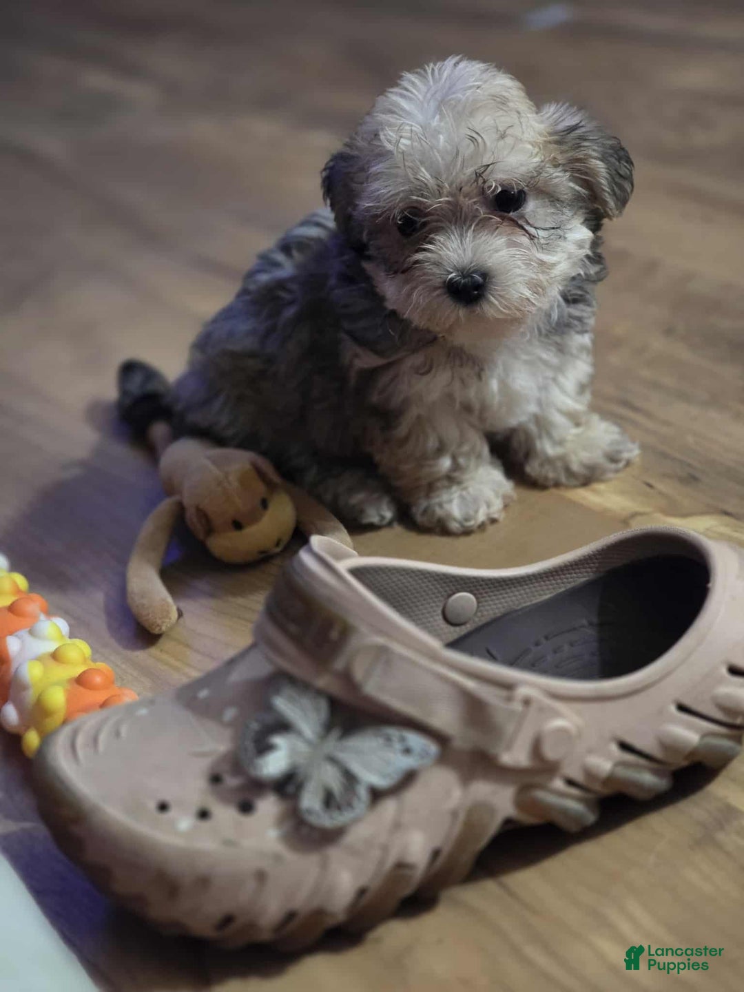 Maltipoo dogs for sale: Albert - Ad 13