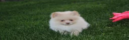 Pomeranian dogs for sale: Teddy  - Ad 13