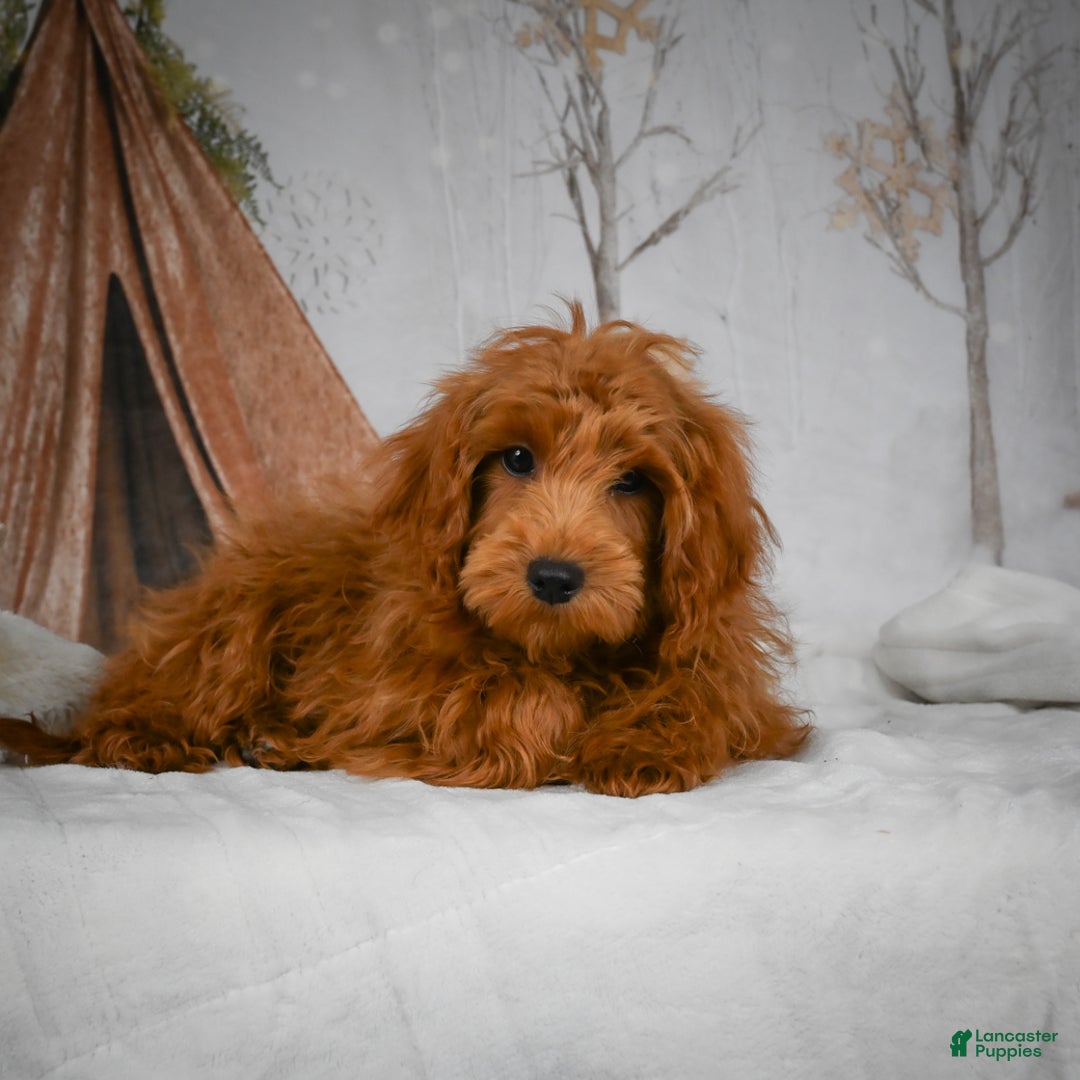 Mini Goldendoodle dogs for sale: Rita - Ad 8