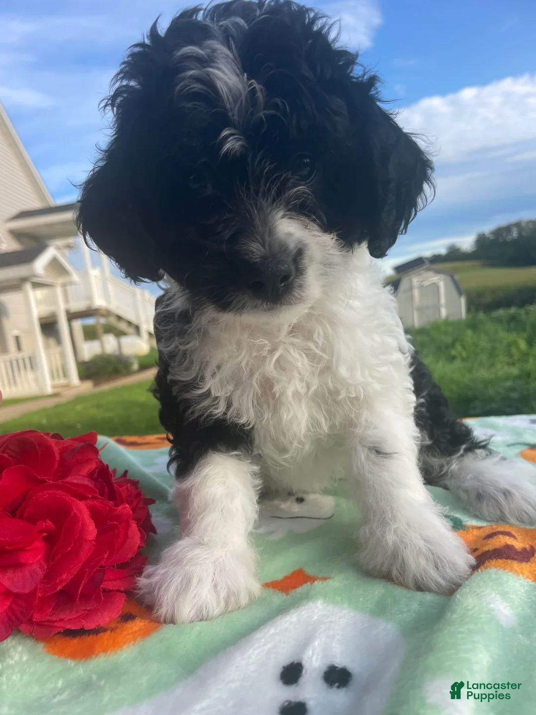 Miniature Poodle dogs for sale: Cookie - Ad 1