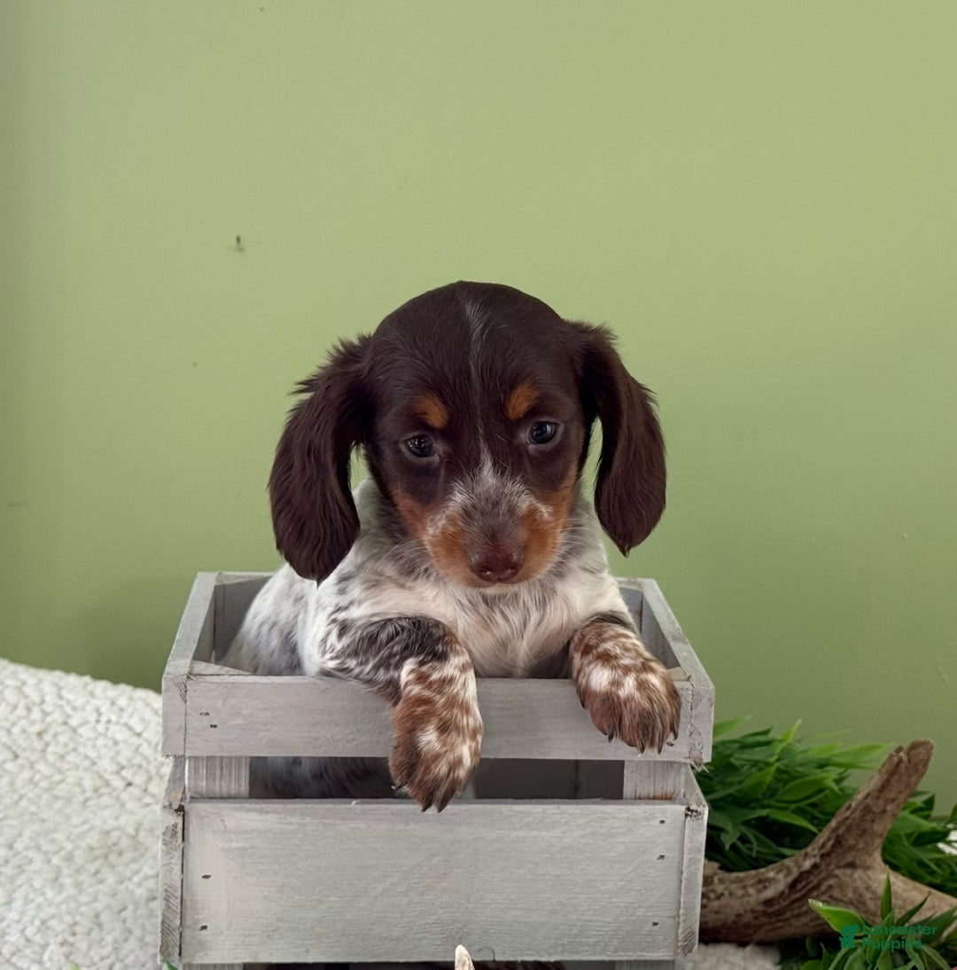 Miniature Dachshund dogs for sale: Jaida - Ad 4
