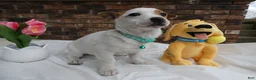 Jack Russell Terrier dogs for sale: Jack Russell Terrier Puppy 3 Dolly - Ad 2