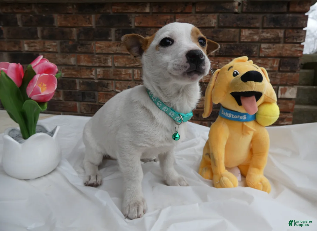 Jack Russell Terrier dogs for sale: Jack Russell Terrier Puppy 3 Dolly - Ad 2