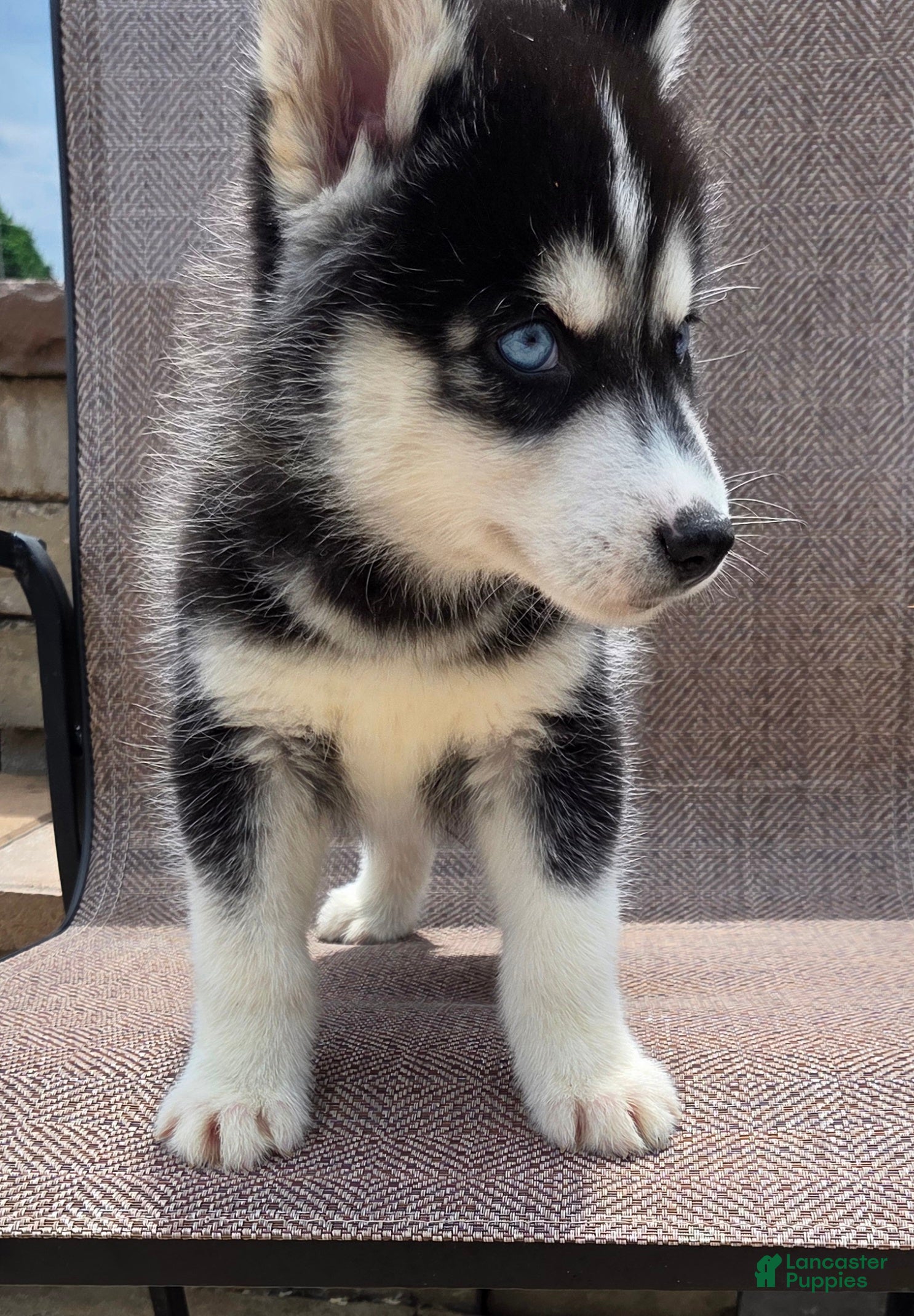 Siberian Husky dogs Echo - Ad 2