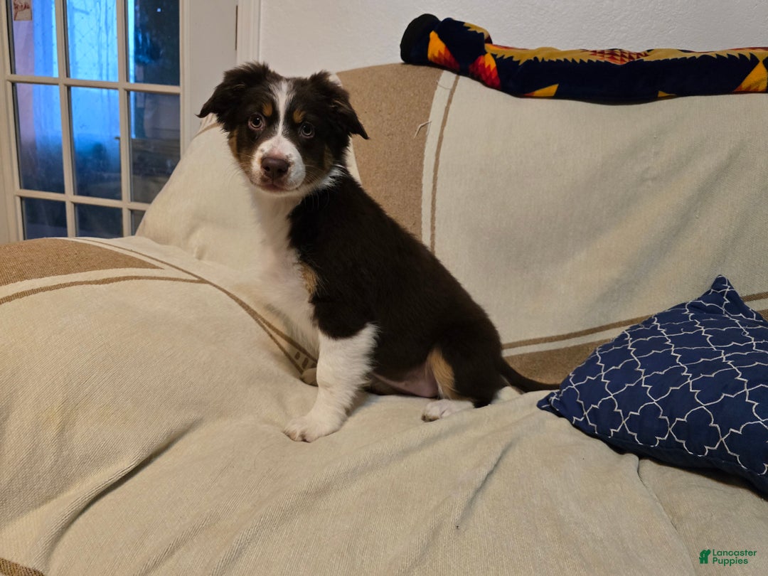 Australian Shepherd dogs for sale: Australian Shepherd Puppy 1 - Ad 5