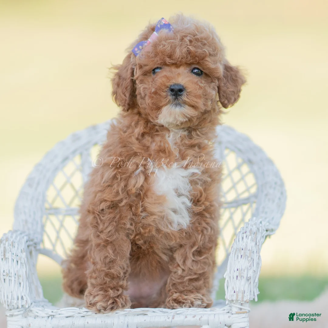 Toy Poodle dogs for sale: Krymsun - Ad 9