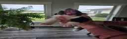 Australian Shepherd dogs for sale: Anika Star - Ad 3