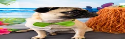Pug dogs for sale: Pug boy  - Ad 4