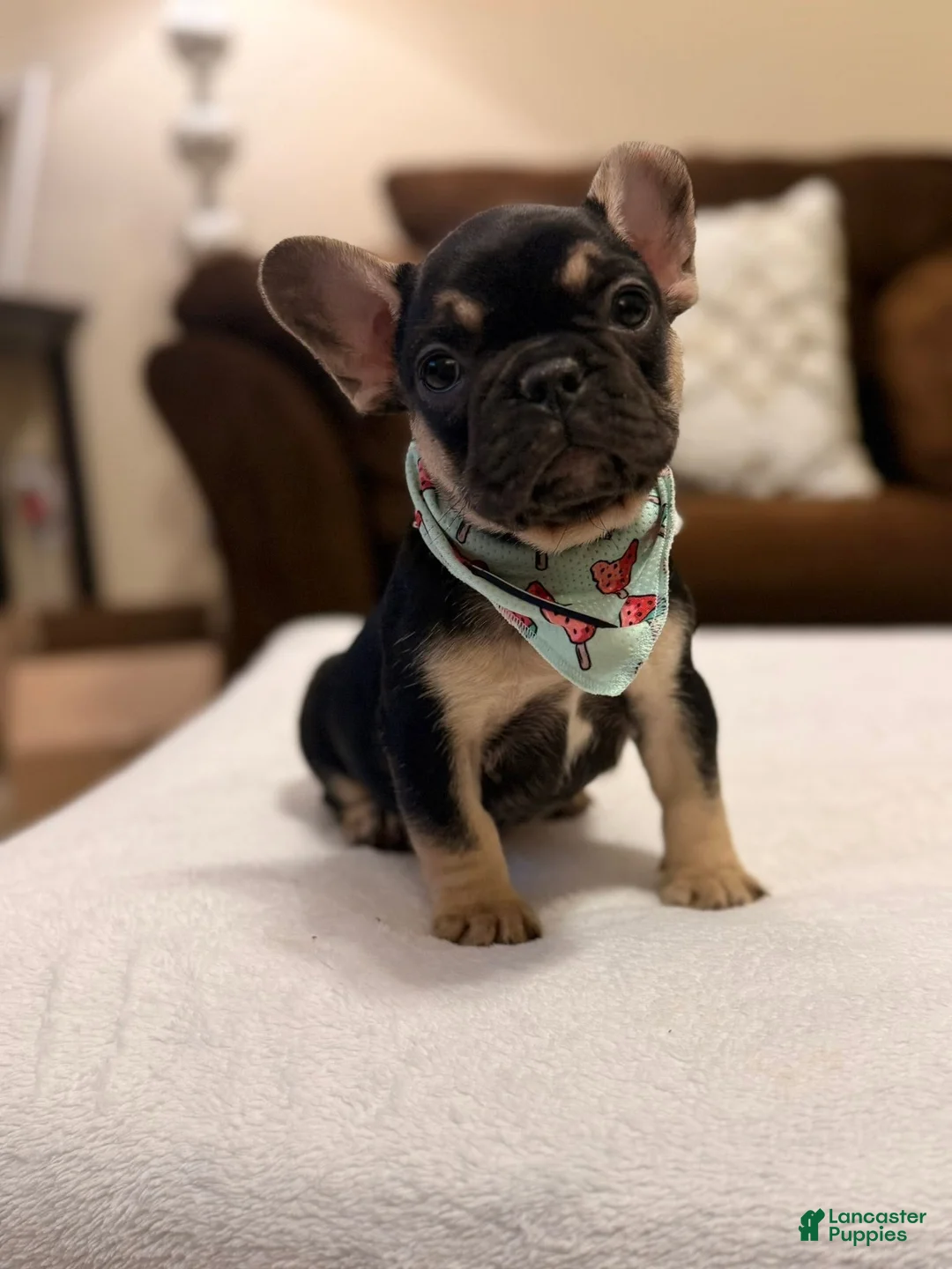 French Bulldog dogs for sale: Chocolate Cream - Ad 8