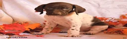 German Shorthaired Pointer dogs for sale: Cash - Ad 3