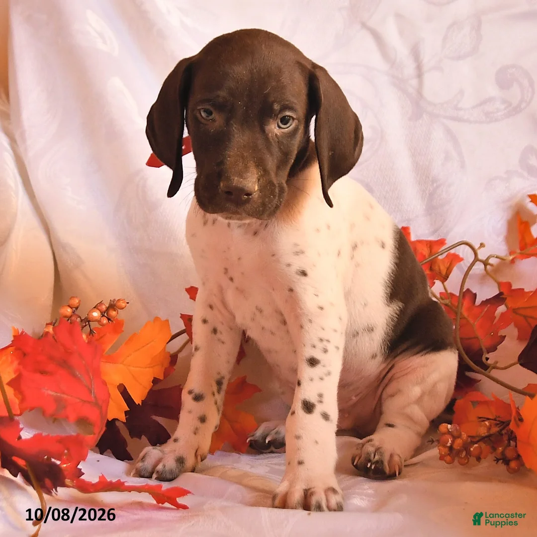 German Shorthaired Pointer dogs for sale: Cash - Ad 3