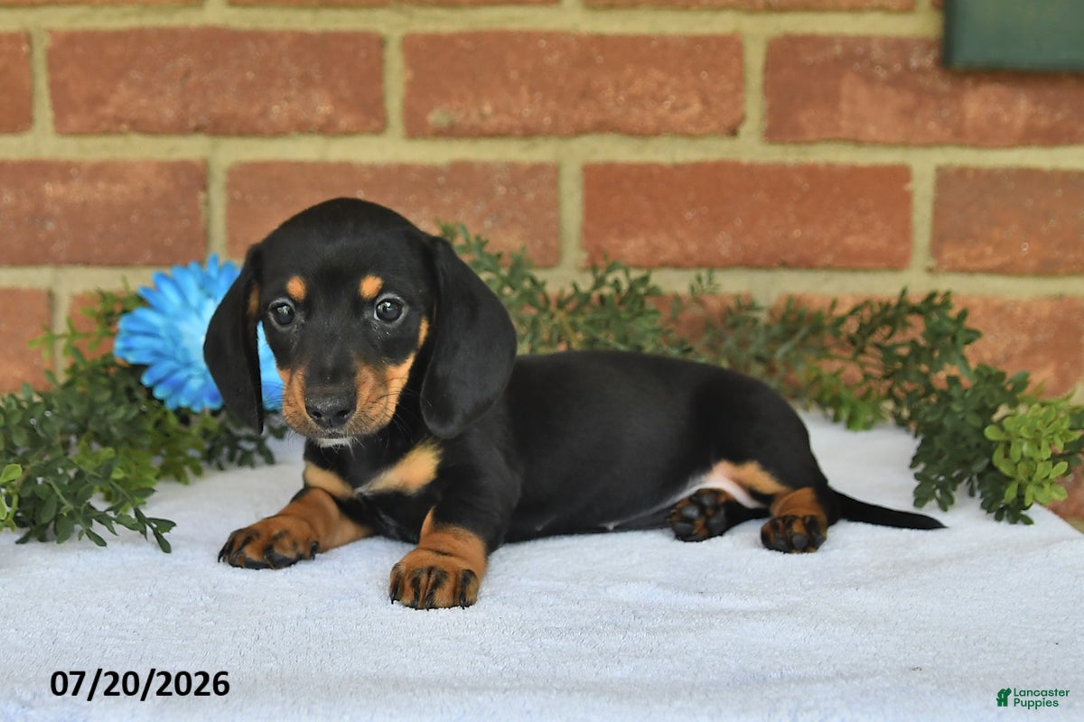 Miniature Dachshund dogs Julie - Ad 2