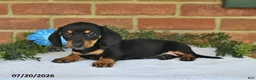 Miniature Dachshund dogs for sale: Julie - Ad 2