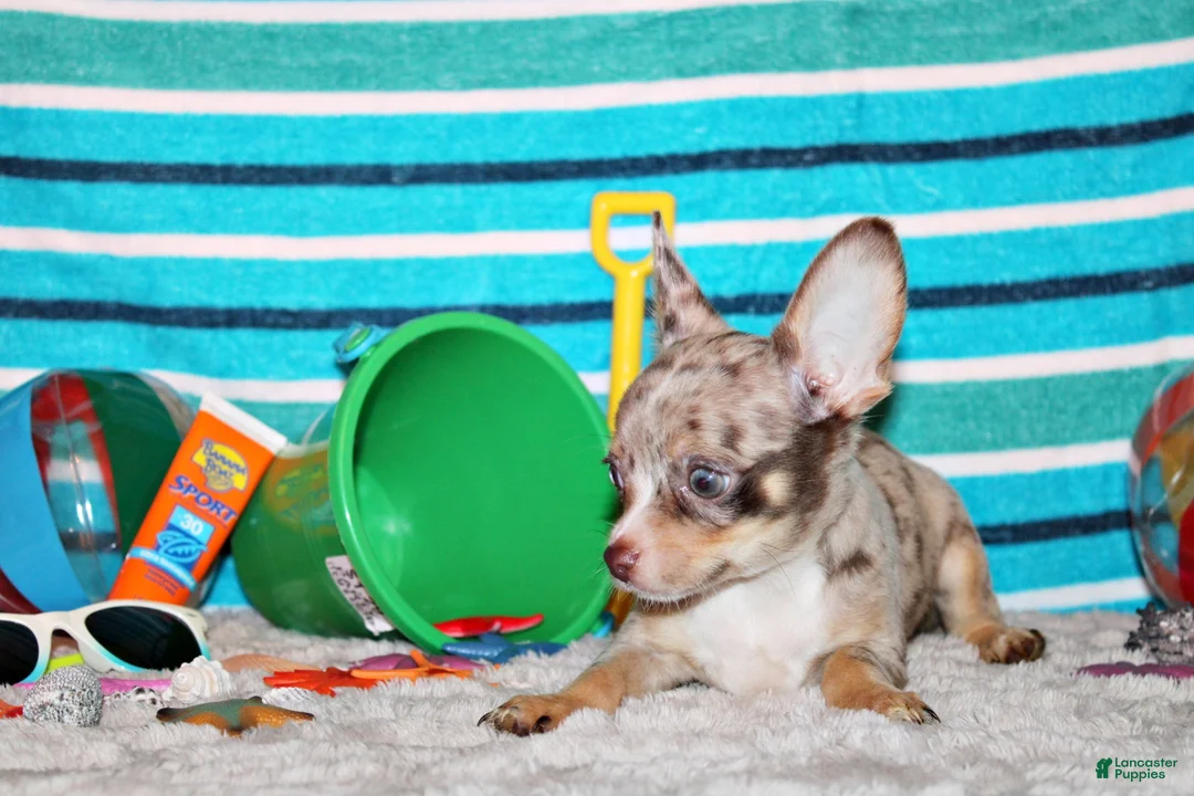 Chihuahua dogs for sale: Newt - Ad 2