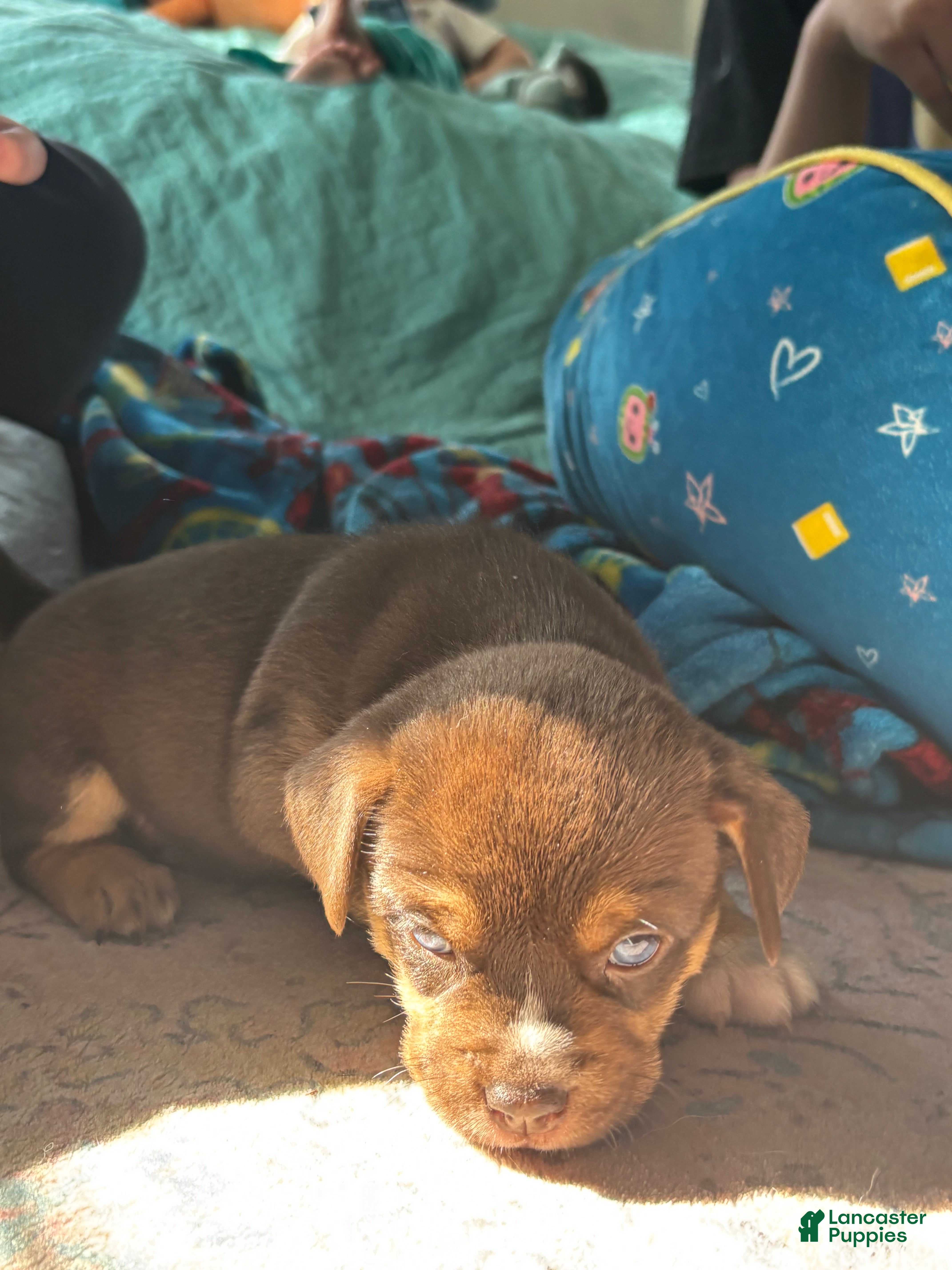 Mixed Breed dogs Luna - Ad 1