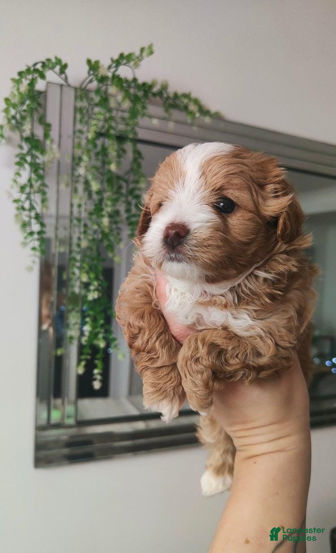 Maltipoo dogs for sale: Ella - Ad 14