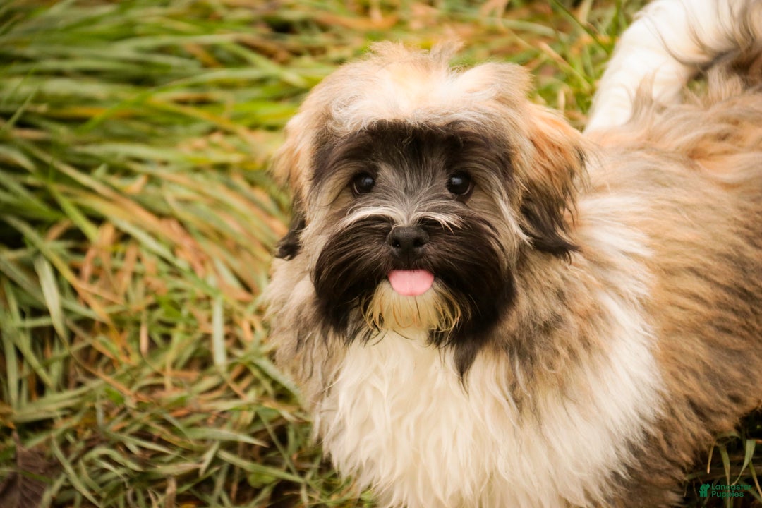 Havanese dogs for sale: Hoosier - Ad 4