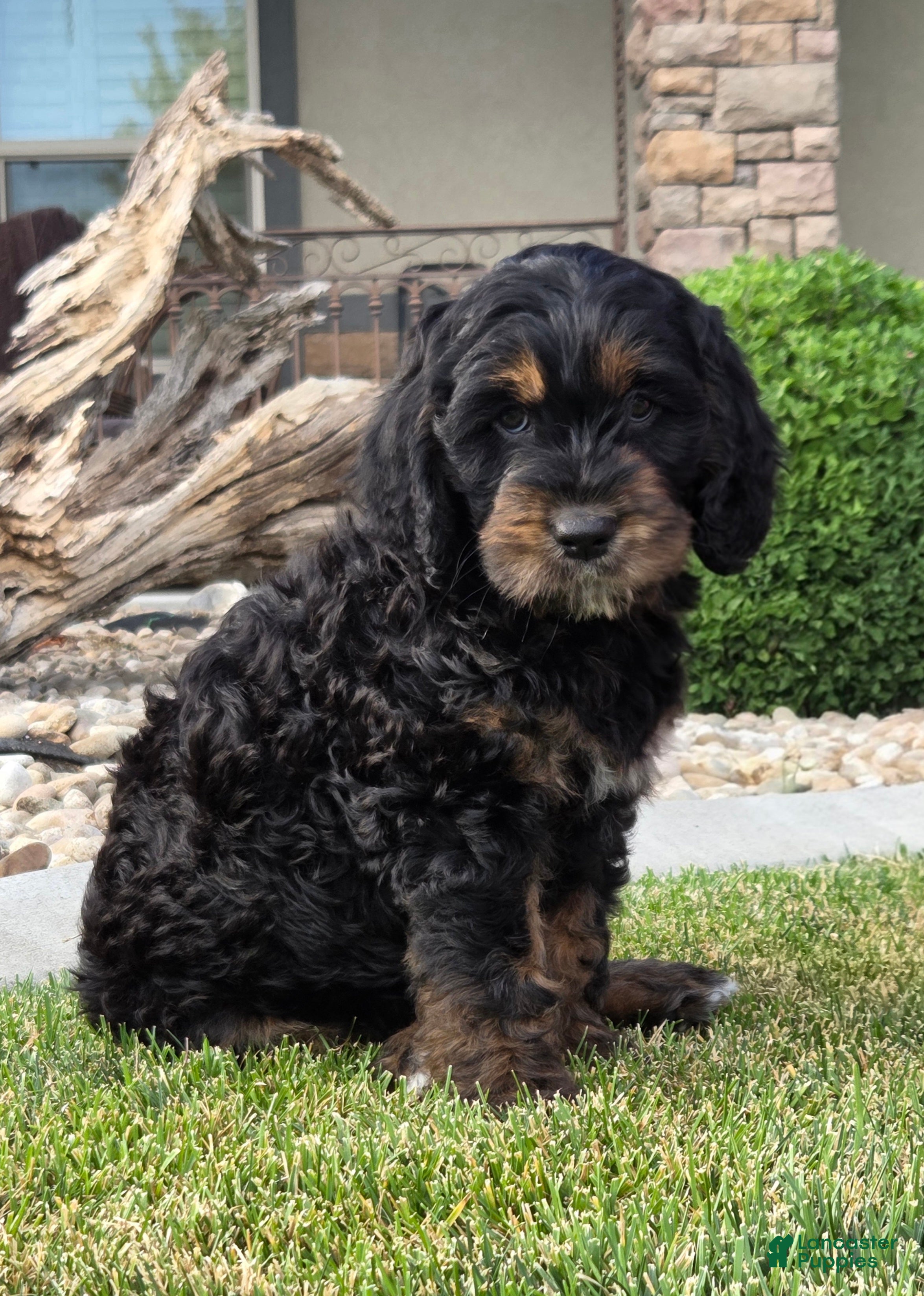 Goldendoodle dogs Rosie - Ad 1